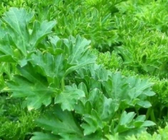 Choisir une plante d’intérieur dépolluante pour sa maison