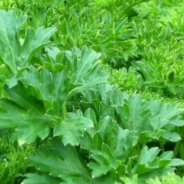 Choisir une plante d’intérieur dépolluante pour sa maison